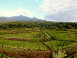 Etna: A Volcano of Wines in Continuous Evolution